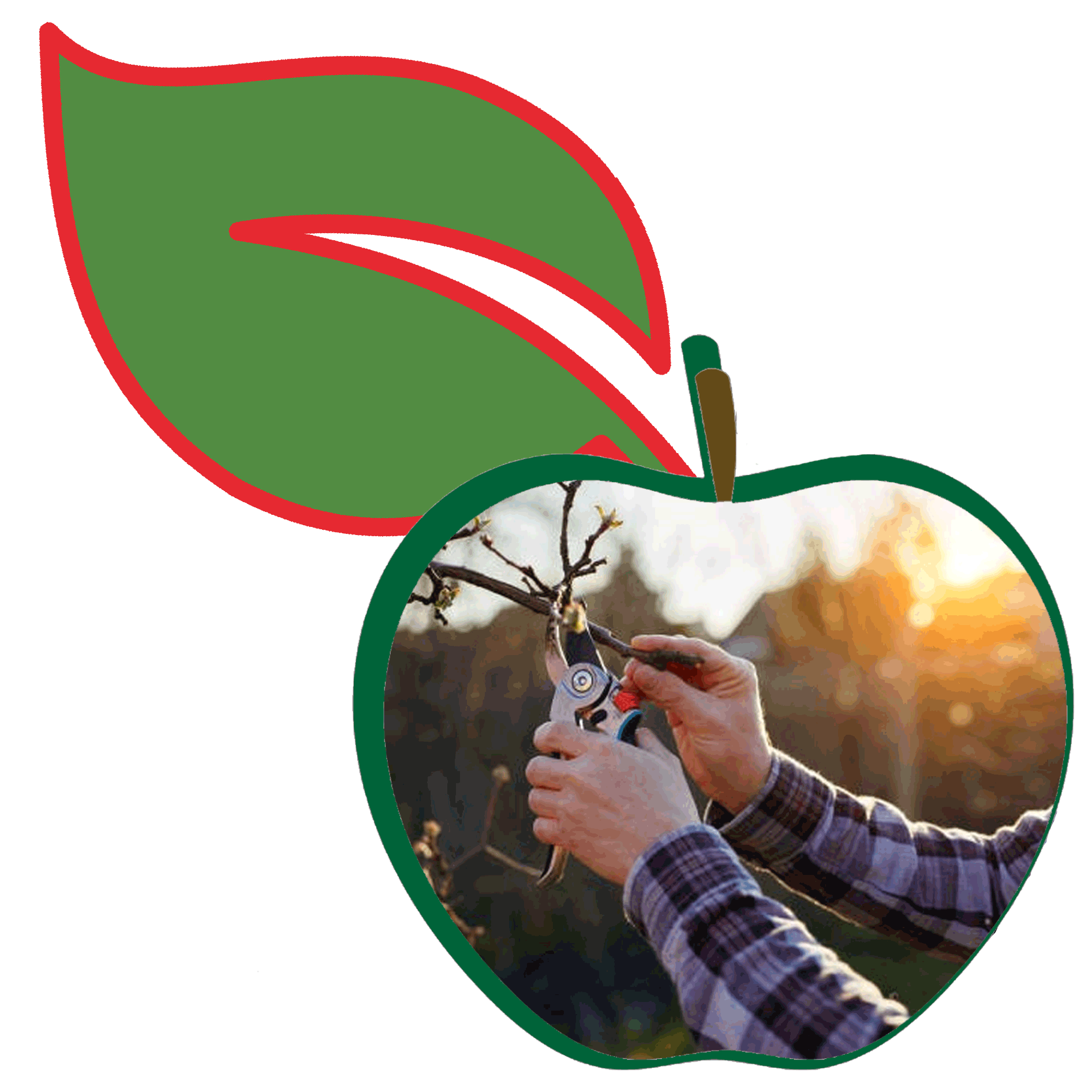 Learn practical orchard skills artwork